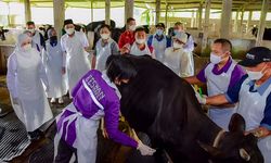 Jatim Distribusikan 1.000 Vaksin PMK Hewan Ternak, Khofifah Pantau Penyuntikannya di Sidoarjo