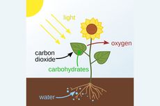 Pengaruh Konsentrasi Karbon Dioksida terhadap Fotosintesis