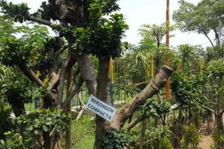 Salah satu jenis pohon di Taman Hijau Tempat Pembuangan Akhir (TPA) Rawa Kucing, Tangerang.