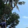 Ada Pohon Kelapa Bercabang Sembilan di Jepara, Turun Temurun dari Leluhur