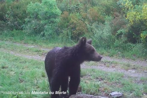 Setelah 150 Tahun, Beruang Coklat Terlihat Lagi di Galicia, Spanyol
