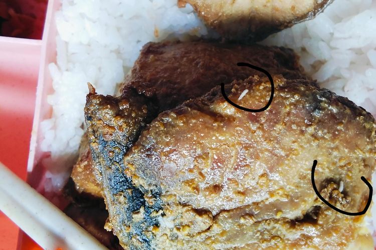 Belatung Ditemukan di Menu MBG-Dapur Dipenuhi Lalat, SPPG Sawagumu Sorong Ditutup Sementara