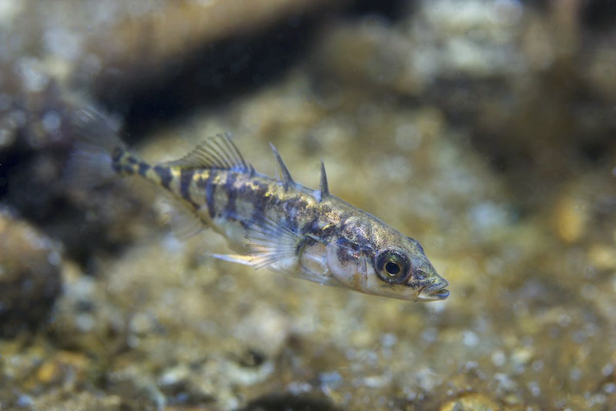 Ikan punggung duri diprediksi mampu selamat dari perubahan iklim. Perubahan iklim kian mengancam kehidupan seluruh makhluk di Bumi. Banyak spesies hewan yang nyaris berada dalam ambang kepunahan.