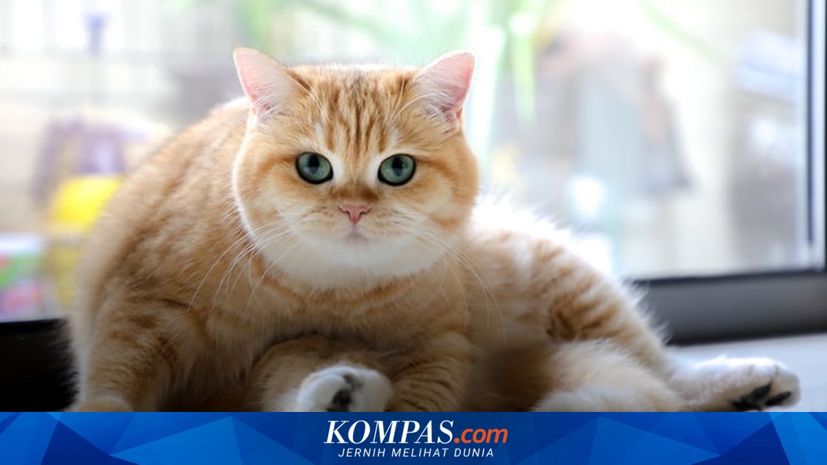 Mengenal Penyakit Scabies pada Kucing dan Cara Mengobatinya