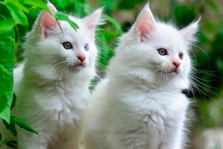 Dua kucing berwarna putih