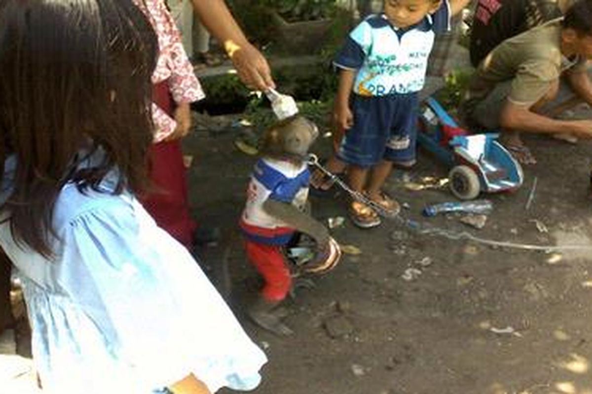 Penonton dewasa dan anak ramai-ramai memberikan uang untuk seekor monyet yang baru menampilkan akrobat di Jalan Mendawai, Palangkaraya, Kalimantan Tengah, Kamis (2/8/2012). Primata itu beratraksi dalam pertunjukan topeng monyet.