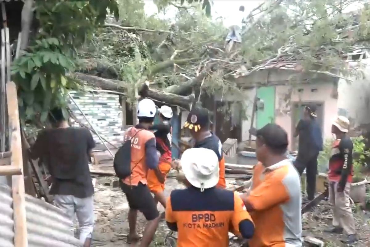 EVAKUASI—Tim Gabungan mengevakuasi pohon asam berusia ratusan tahun yang tumbang menimpa rumah warga Kelurahan Banjarejo, Kecamatan Taman, Kota Madiun, Jawa Timur setelah diterjang angin puting beliung, Jumat (1/11/2024).   