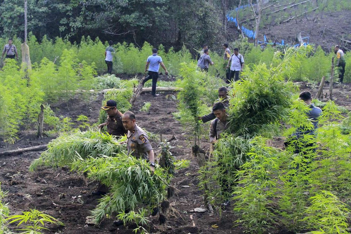 Personel Polisi dari Polres Aceh Besar sedang mengangkat batang ganja yang telah dicabut untuk dimusnahkan dengan dibakar langsung dilokasi, Rabu (06/03/2019).  Tanaman  ganja  yang ditemukan dilahan tak bertuan ini seluas satu hektar diperkirakan telah berusia tiga bulan dengan ketinggian 50 hingga 150 centimeter.