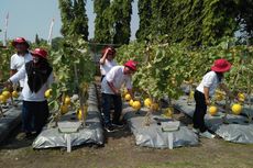 Masyarakat Bisa Petik Sayuran dan Buah Segar di Petro Agrifood Expo 2023