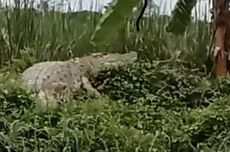 Buaya Muncul di Sungai Dekat Permukiman, Warga Sidoarjo: Sudah Biasa