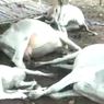 9 Sapi Mati Disambar Petir, Abdul: Sudah Puluhan Tahun Saya Rawat Seperti Anak Sendiri