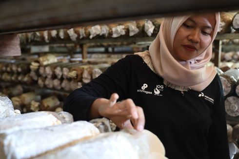 Budi Daya Jamur di PPU, Manfaatkan Limbah Serbuk Kayu hingga Pelat Besi buat Sterilisasi