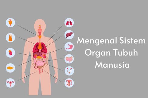 Mengenal Sistem Organ Tubuh Manusia