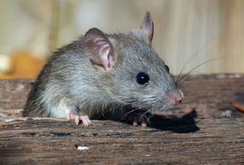 Tak Hanya Bikin Gambar, AI Kini Ikut Berburu Tikus
