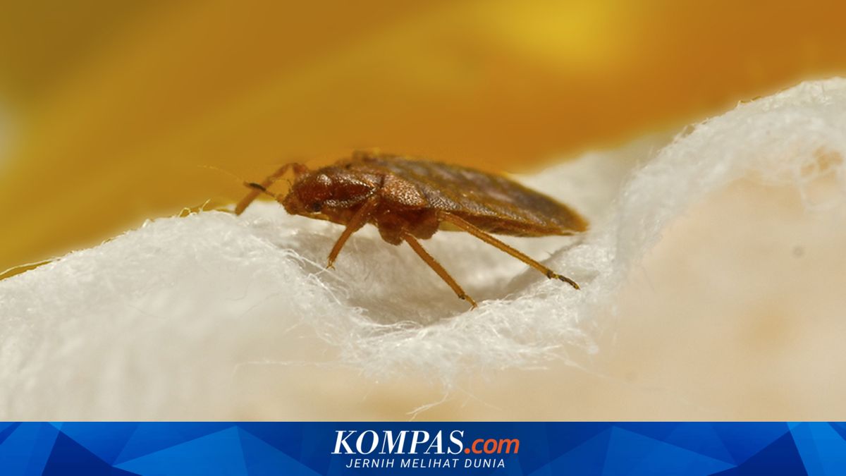 Jangan Pernah Menginjak Hama Ini Bila Muncul di Rumah Anda