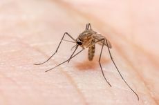 The Netherlands Records First-Ever West Nile Virus Infection