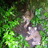 2 Anak Harimau Sumatera lahir di Sanctuary Barumun, Dinamai Nunuk dan Ninik