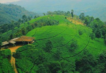 Revitalisasi Kebun Teh: Menyatukan Alam, Wisata, dan Harapan