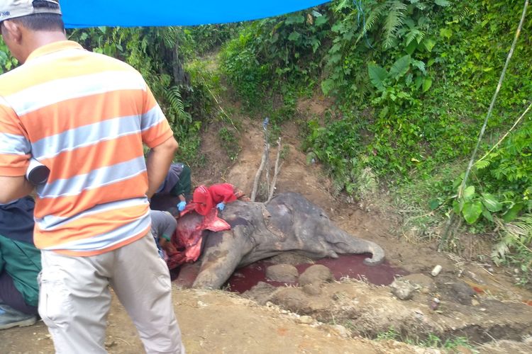 Proses nekropsi dilakukan tim dokter hewan di Kebun Binatang Medan untuk mencari tahu penyebab utama kematian gajah Neneng yang sudah berusia 55 tahun itu. Gajah neneng ini berasal dari Aceh dan menghuni di Kebun Binatang Medan sejak 15 tahun yang lalu.