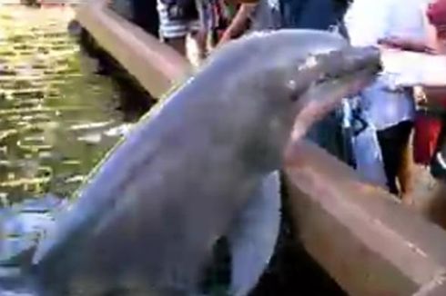 Terekam Video, Lumba-lumba Caplok iPad dari Tangan Turis di SeaWorld