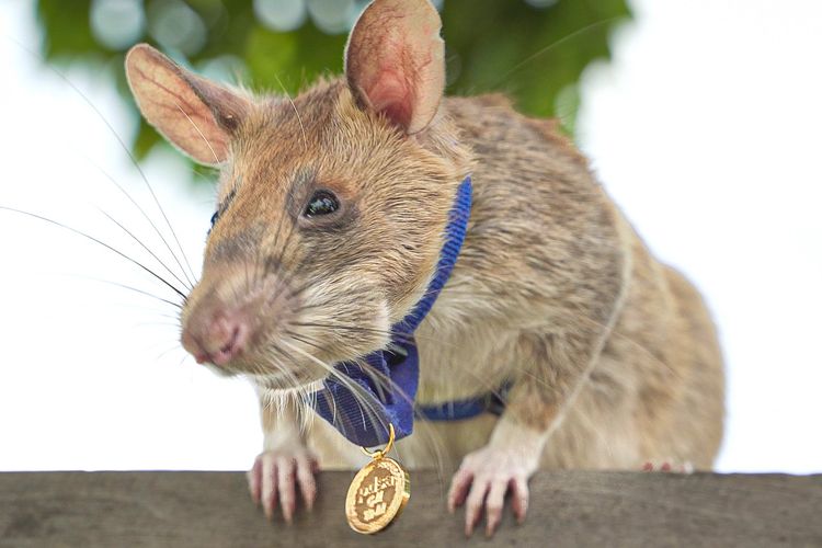 Magawa, tikus pahlawan yang pekerjaannya mengendus ranjau darat di Kamboja, telah mati pada usia 8 tahun.