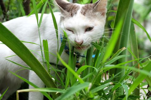 Penyebab Kucing Makan Rumput, Sakit Perut hingga Kurang Vitamin