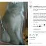 Monyet Liar Acak-acak Lemari Pakaian Warga Citayam Depok