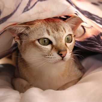 Ilustrasi kucing bersembunyi di bawah selimut.