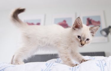 7 Aroma yang Dapat Mencegah Kucing Pipis Sembarangan di Rumah