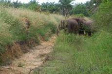 Petugas BKSDA Gunakan Petasan Halau Kawanan Gajah Liar yang Masuk Kebun Warga