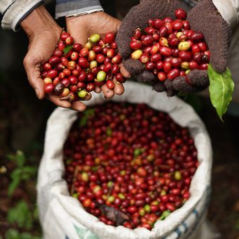 Ilustrasi kopi gayo khas Aceh.