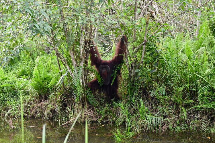 Sengkarut 500 Hektar Samboja Lestari, Lahan Konservasi Tersangkut HPL