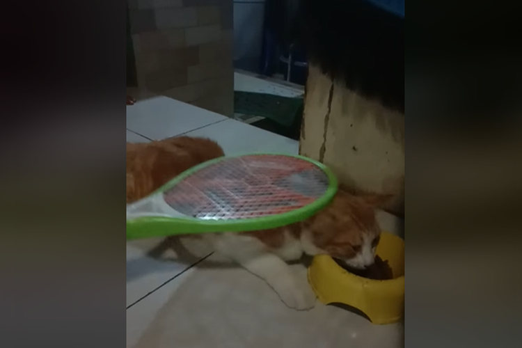 Tangkapan layar video kucing digosok-gosok menggunakan raket listrik diduga untuk membunuh kutu.