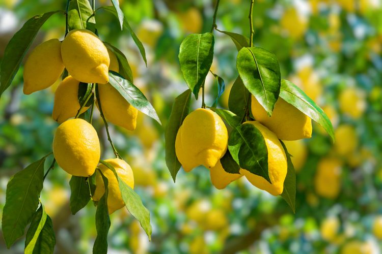 Ilustrasi pohon lemon.