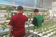 Warga Binaan LPKA Pangkalpinang Budidaya Sayuran Hidroponik