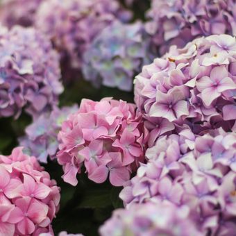 Ilustrasi bunga - Bunga Hortensia atau bunga Hydrangea.