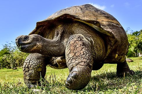 Kepulauan Galapagos yang Punya Satwa Unik, Ada Kura-kura Raksasa