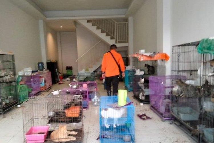ruko berisi ratusan kucing yang ditelantarkan pemiliknya didatangi komunitas pecinta kucing.