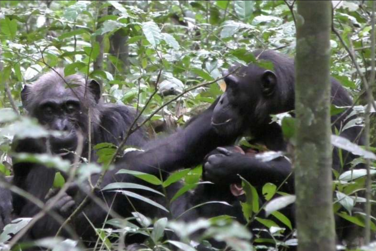 Simpanse liar dewasa bernama Fiona menunjukkan daun kepada induknya sebagai cara berbagi pengalaman