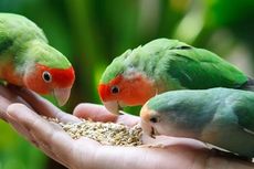 5 Sayuran yang Cocok Dijadikan Pakan Lovebird