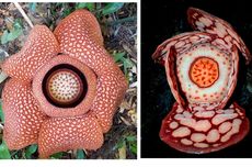 Cirebon Ditawari Proyek Desalinasi, Pemda Tekankan Tarif Terjangkau