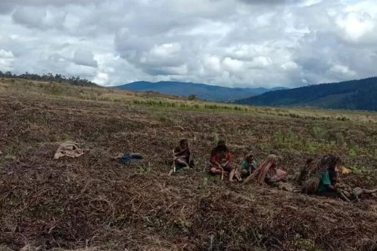 Warga Kabupaten Lanny Jaya, Papua, dipotret setelah gagal memanen hasil kebun mereka yang terserang cuaca ekstrem.