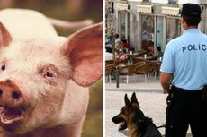 Berhubungan Badan dengan Babi, Pria Ini Dilaporkan ke Polisi