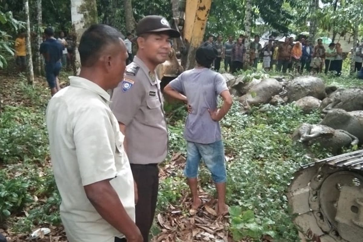 Sebanyak 19 ekor kerbau yang mati akibat disambar petir diangkat menggunakan alat berat dan dikubur dalam satu lubang di Desa Sawo Lamo yang tidak jauh dari lokasi kejadian di Desa Uratan, Andam Dewi, Tapanuli Tengah, Selasa (20/8//2019) sore.