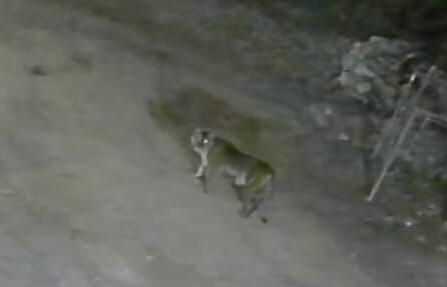 Harimau Muncul di Pekarangan Masjid di Solok, Videonya Viral