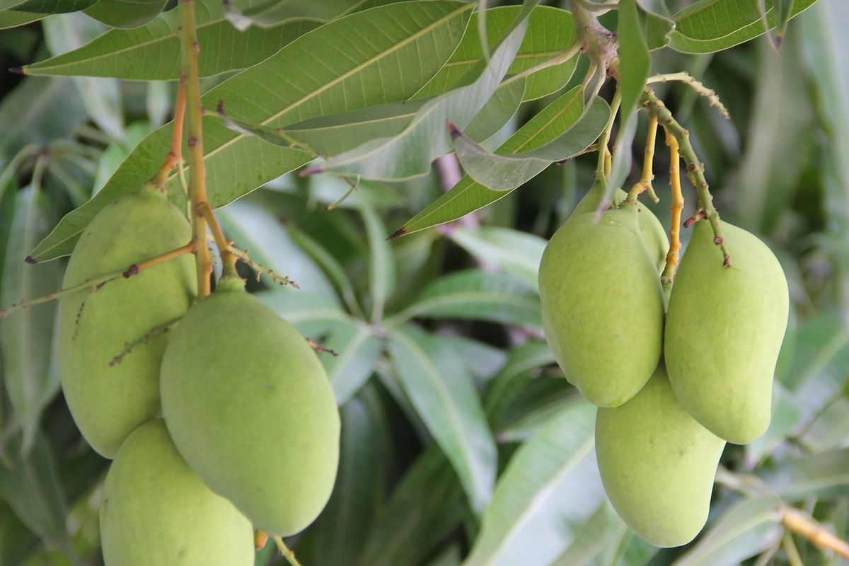 Ilustrasi tanaman buah mangga. 
