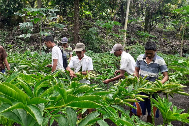 Desa Rana Kulang, Kecamatan Elar, Kabupaten Manggarai Timur, NTT menjadi pusat Tanaman porang. ribuan tanaman porang ditanam oleh petani dan juga ada petani milenial Porang di desa tersebut, Februari 2021. (KOMPAS.com/MARKUS MAKUR)