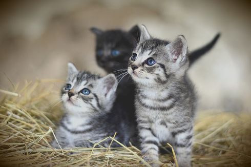Tips Merawat Anak Kucing pada 6 Minggu Pertama Kehidupannya