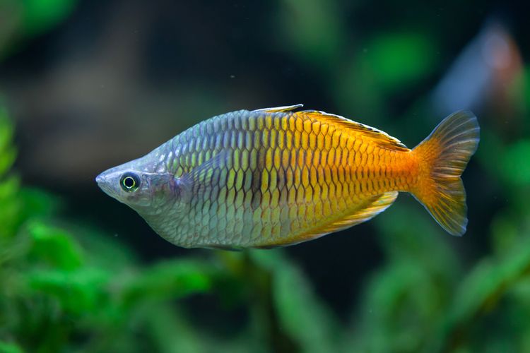 Ikan boesemani rainbow