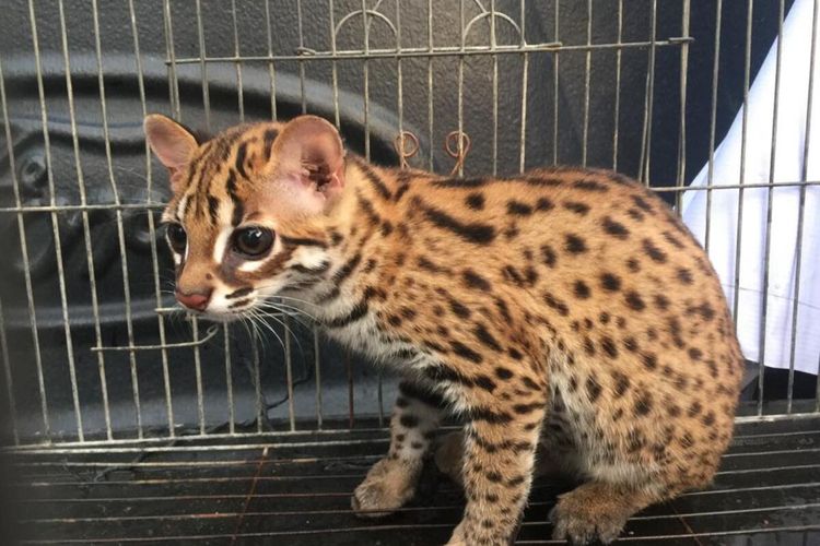 Seekor kucing kuwuk/babiat ri (Prionailurus bengalensis) diserahkan oleh seorang warga Desa Damuli Pekan/Siranggong Kecamatan Kualuh Selatan Kabupaten Labuhan Batu Utara kepada Balai Besar Konservasi Sumber Daya Alam melalui petugas Seksi Konservasi Wilayah III Kisaran pada Rabu (8/1/2020).